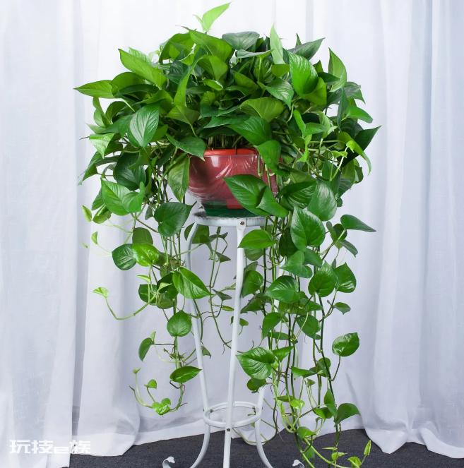 室内植物盆景十大排名(适合干燥的室内养殖的盆栽绿植)-图片10